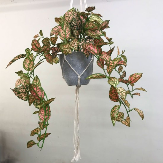 Potted Trailing Fittonia Plant in Macrame Hanger Artificial Plants